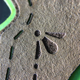 Cactus Hook or Crook Agave